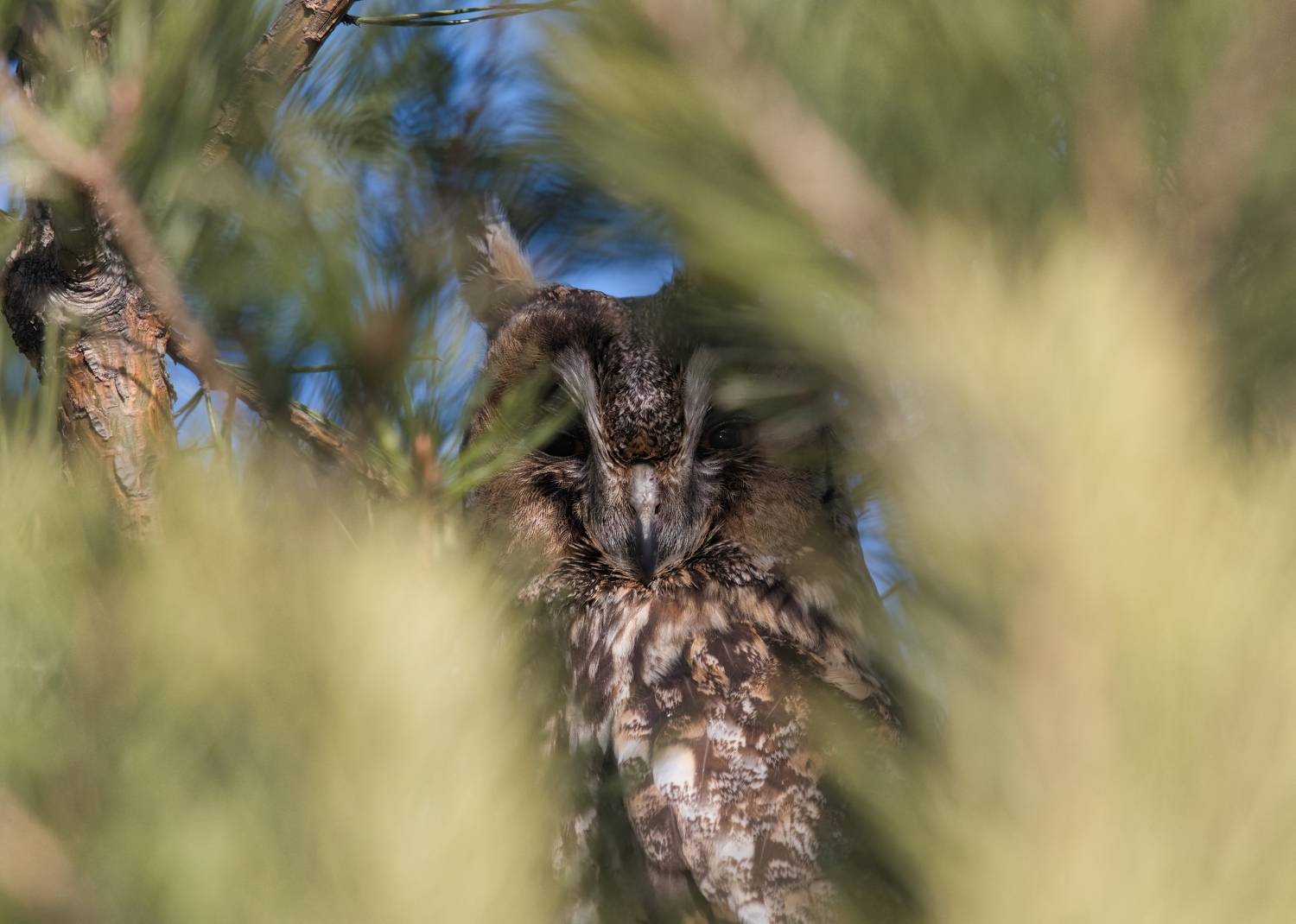 , Большаков Алексей