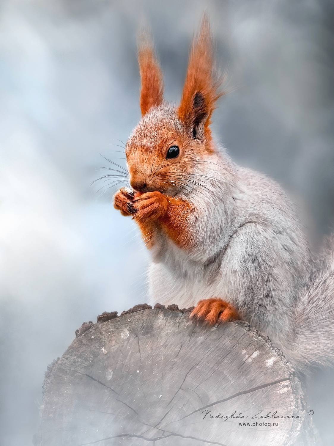 , Захарова Надежда