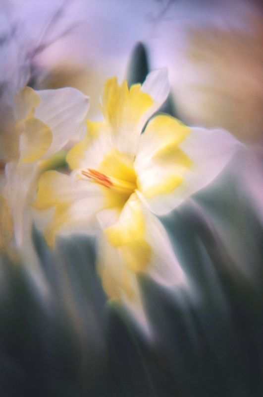 Выныривая из апрельской клумбы фото превью