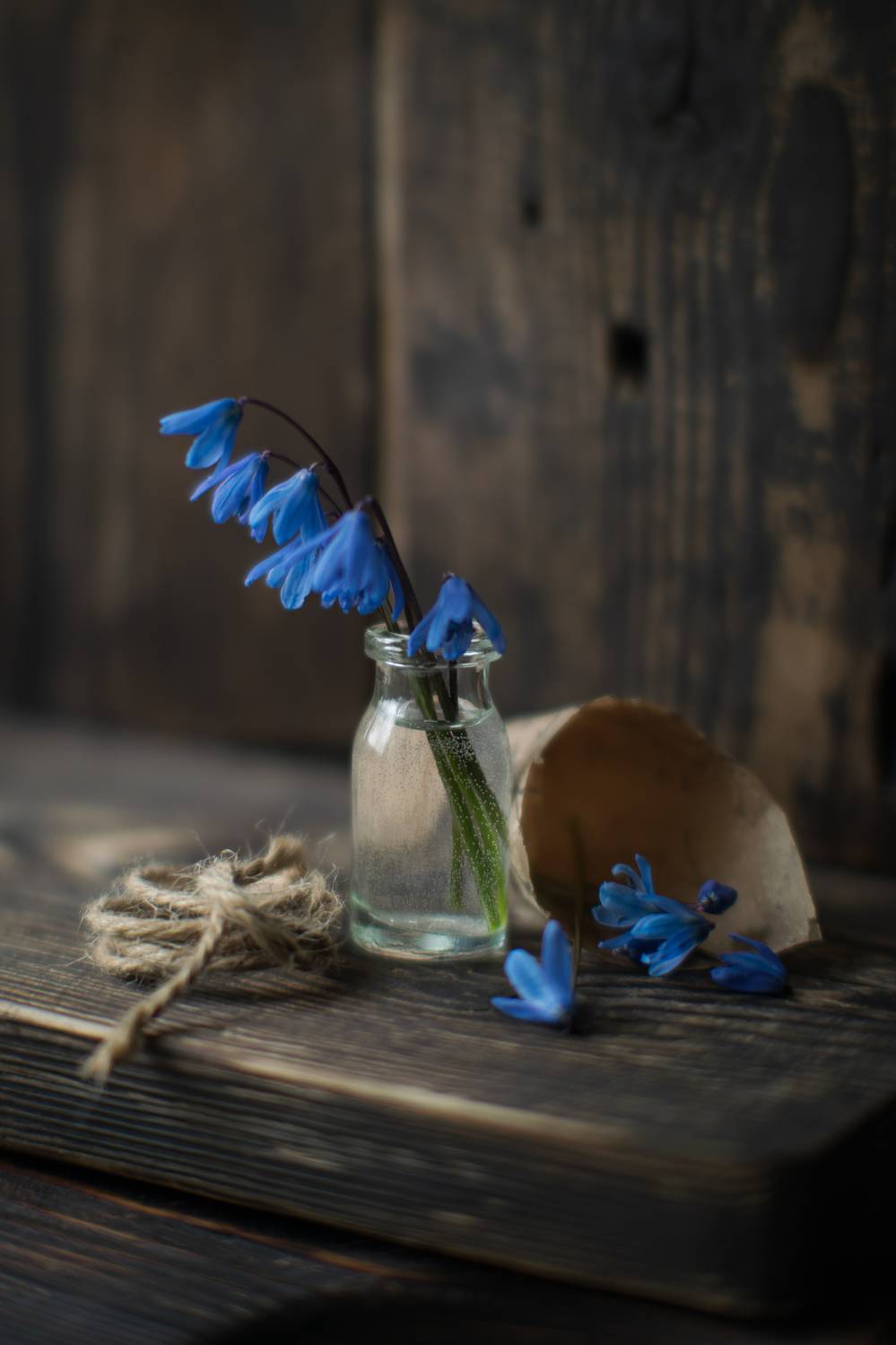 натюрморт,ставрополь,пролеска, Денис Ветренко