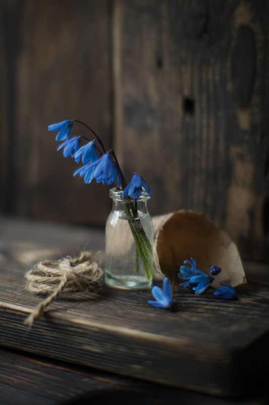 натюрморт,ставрополь,пролеска Пролеска фото превью