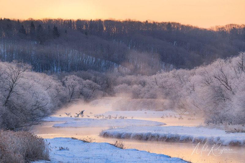 japan, hokkaido, winter, snow, photography workshop, tsurui-ito,  setsuri river, otowa bridge, tancho crane,  red-crowned cranes Tancho (Red-Crowned cranes) in the mist фото превью