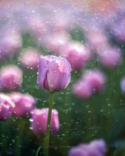 Тюльпановое утро в Севастополе