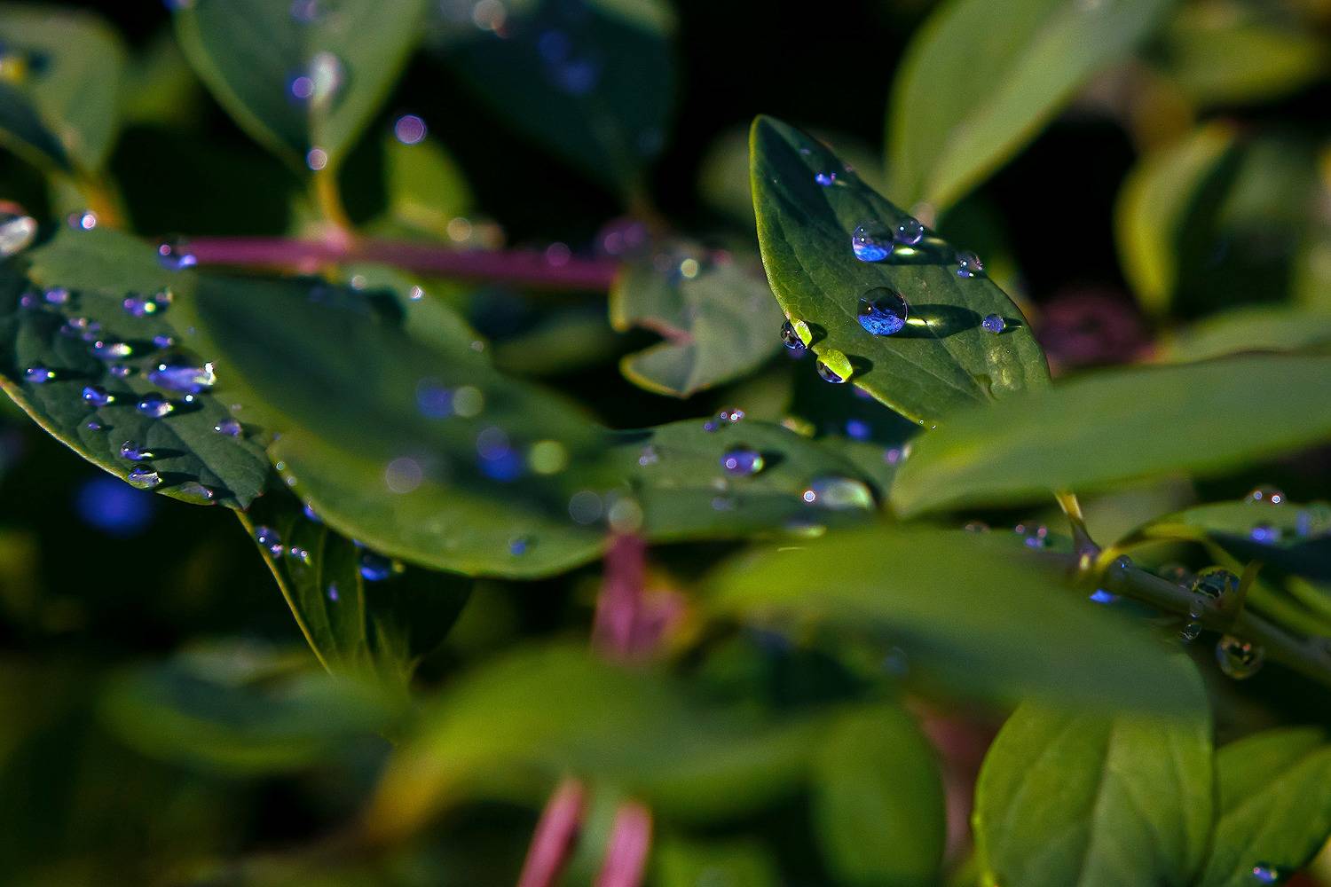 листья. зелень. капля., Totoro D