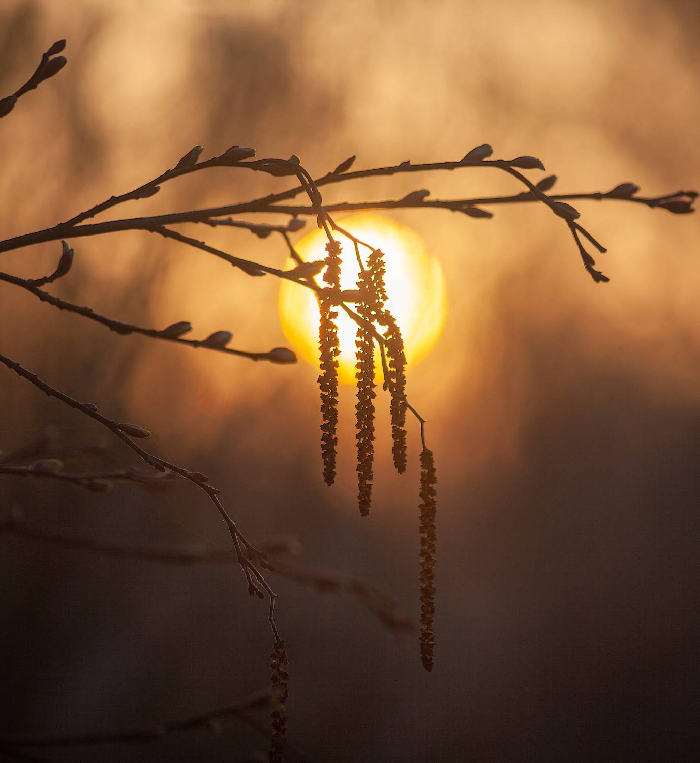 весна, рассвет , солнце, Свистков Александр