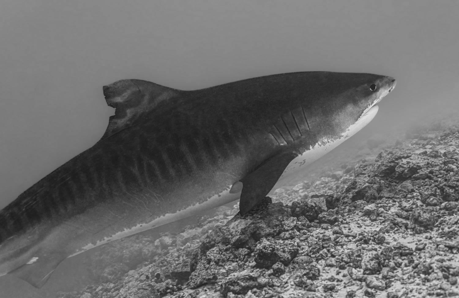 , Валерий Одинцов