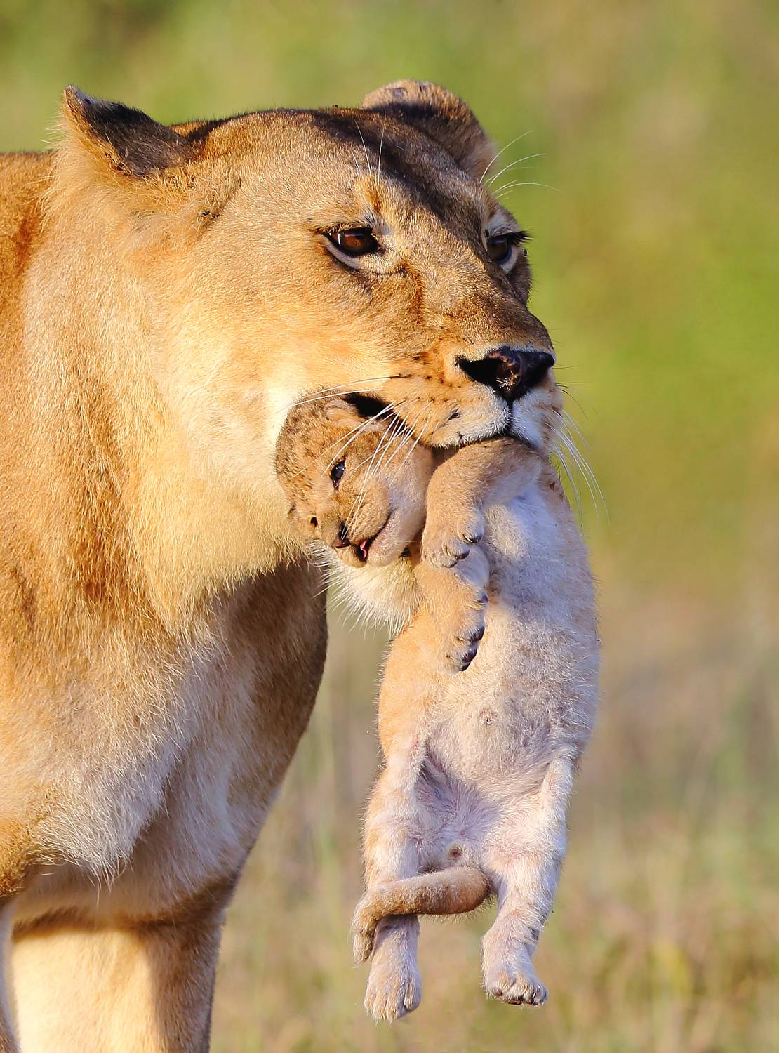 , Гудков Андрей