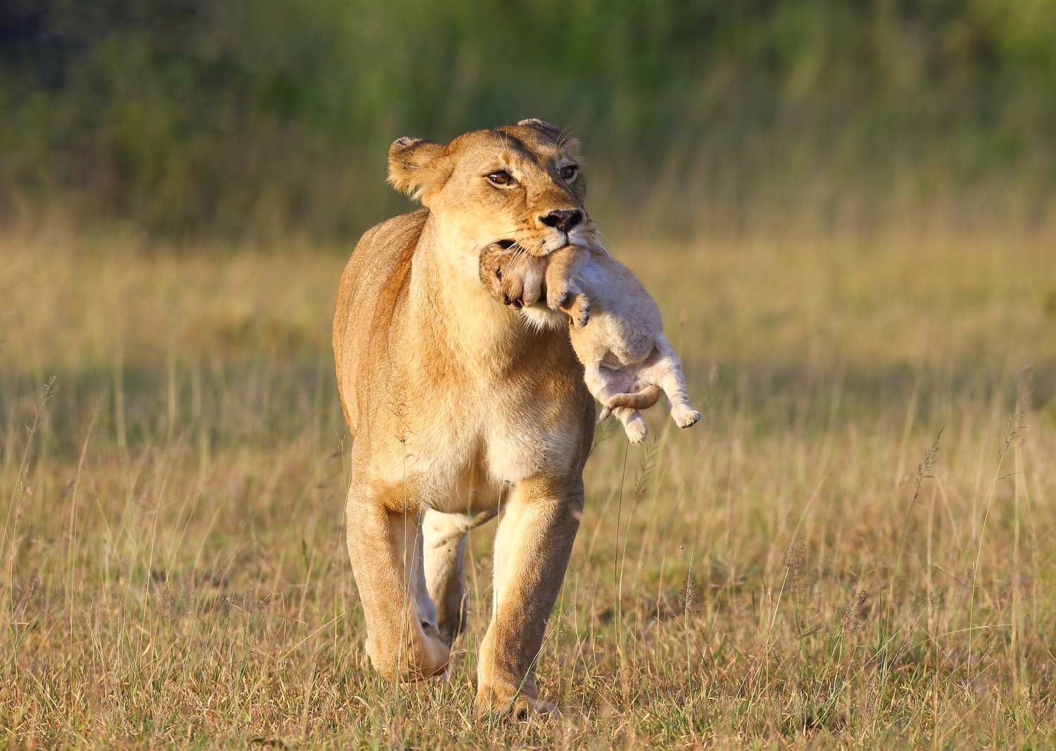 , Гудков Андрей