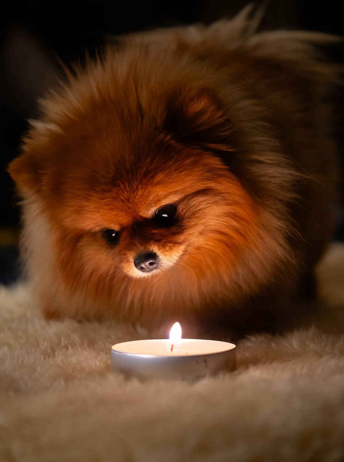 dog, pomeranian,, Gubski Alexander