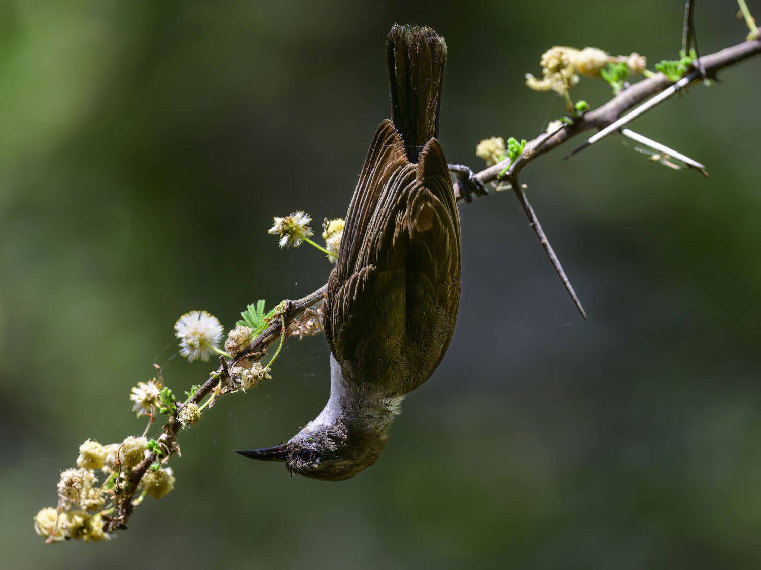 , Пупонин Сергей