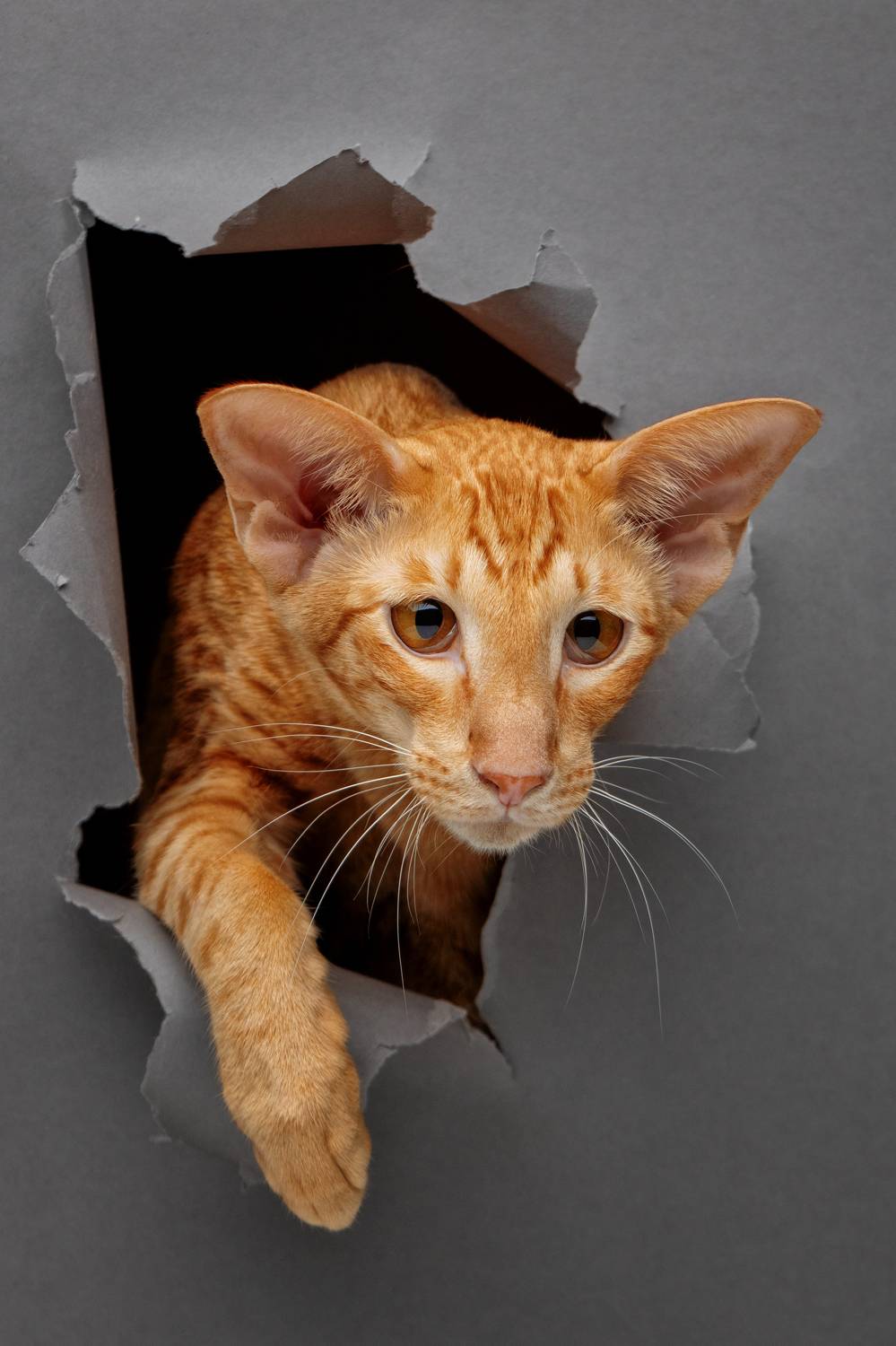 , Зубкова Юлия