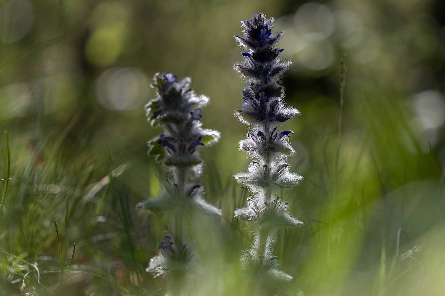 , Волынский Виктор