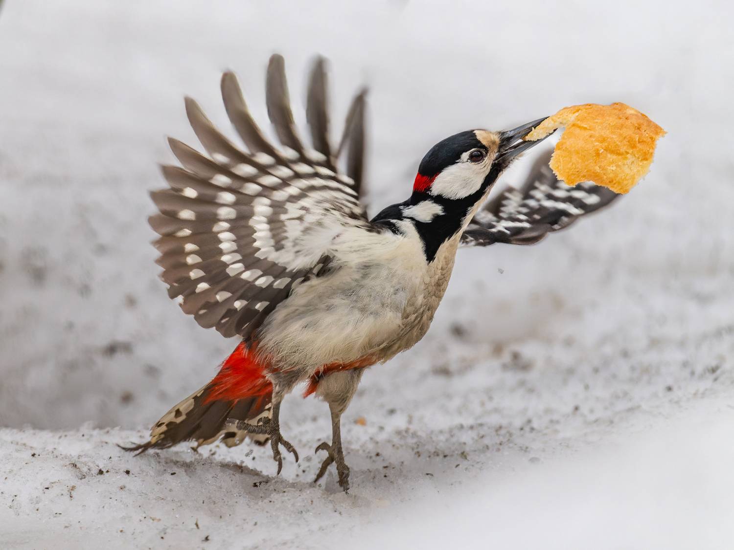 , Дэм Константин