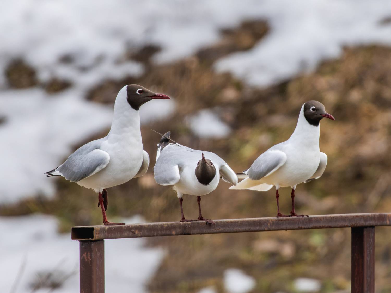 , Дэм Константин
