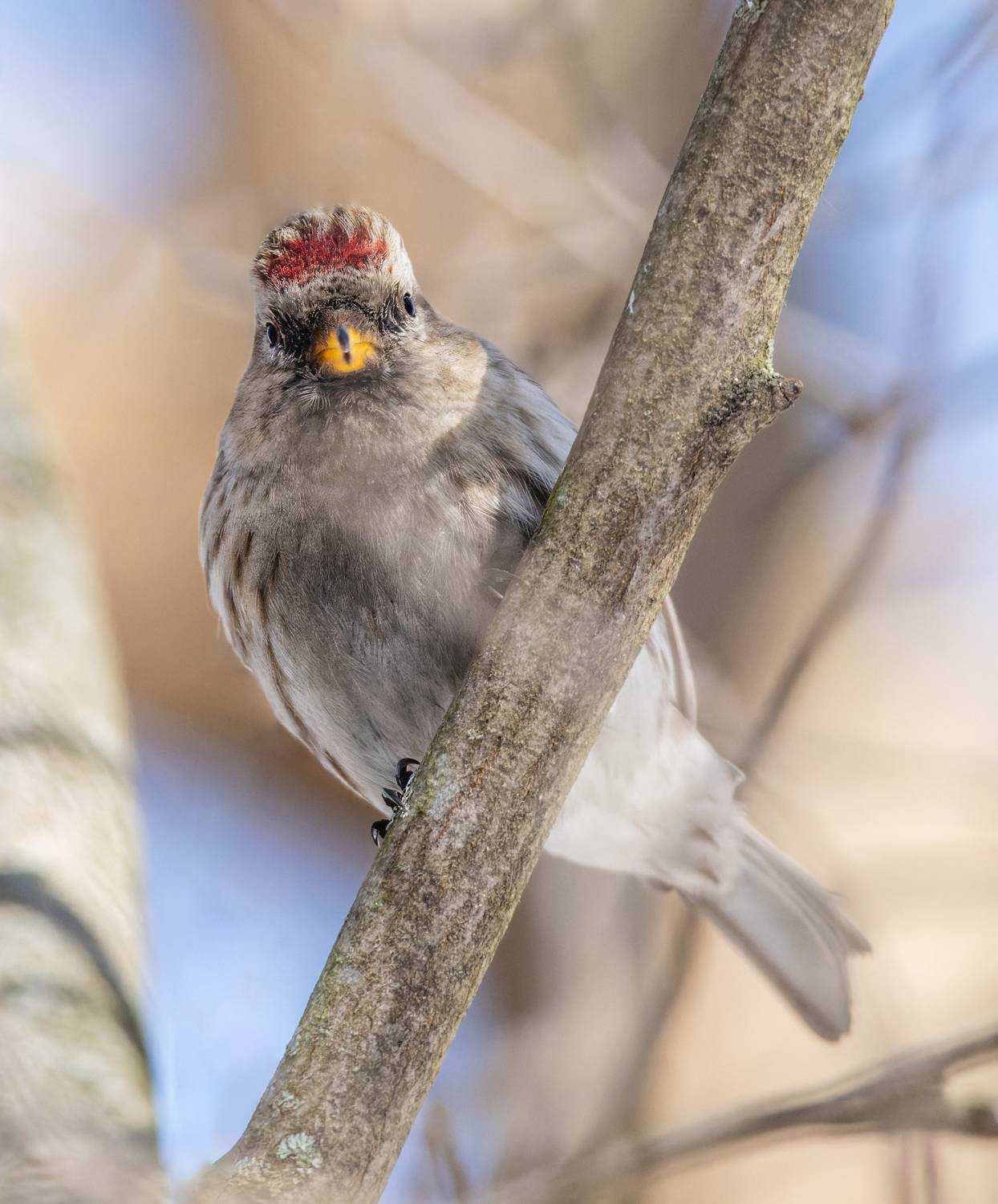 , Дэм Константин