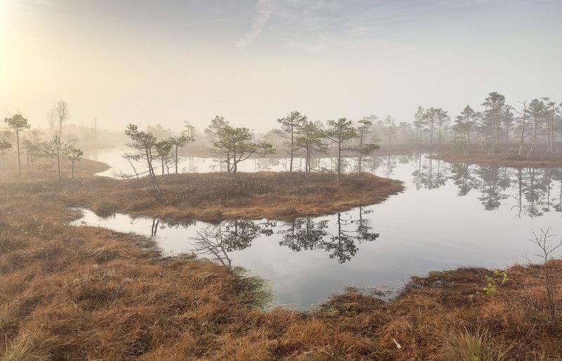 Утро на болоте. Апрель фото превью