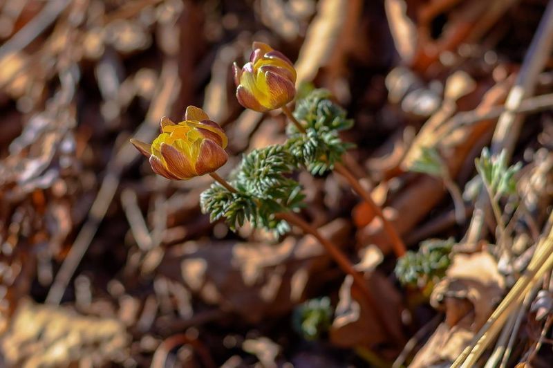 Первоцвет... фото превью