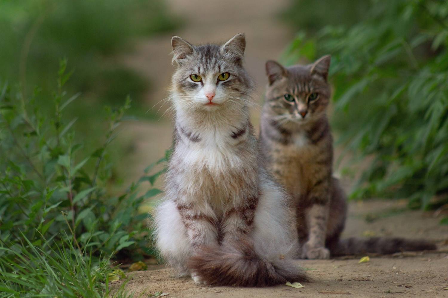 дворовые кошки, Александр Канцур