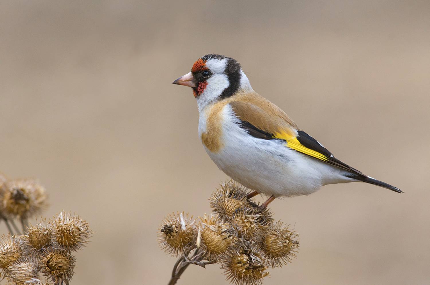 щегол,репейник,апрель, Иван