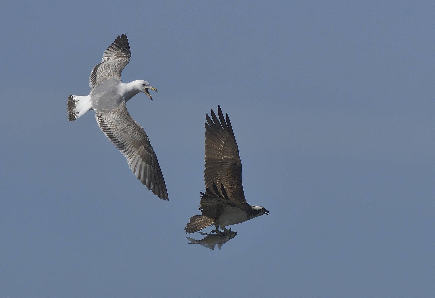, Аникеев Владимир
