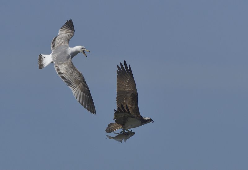 Отдай рыбку фото превью