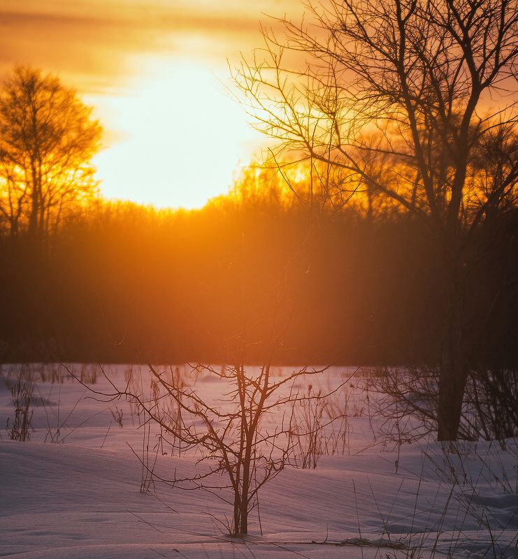 Куст фото превью