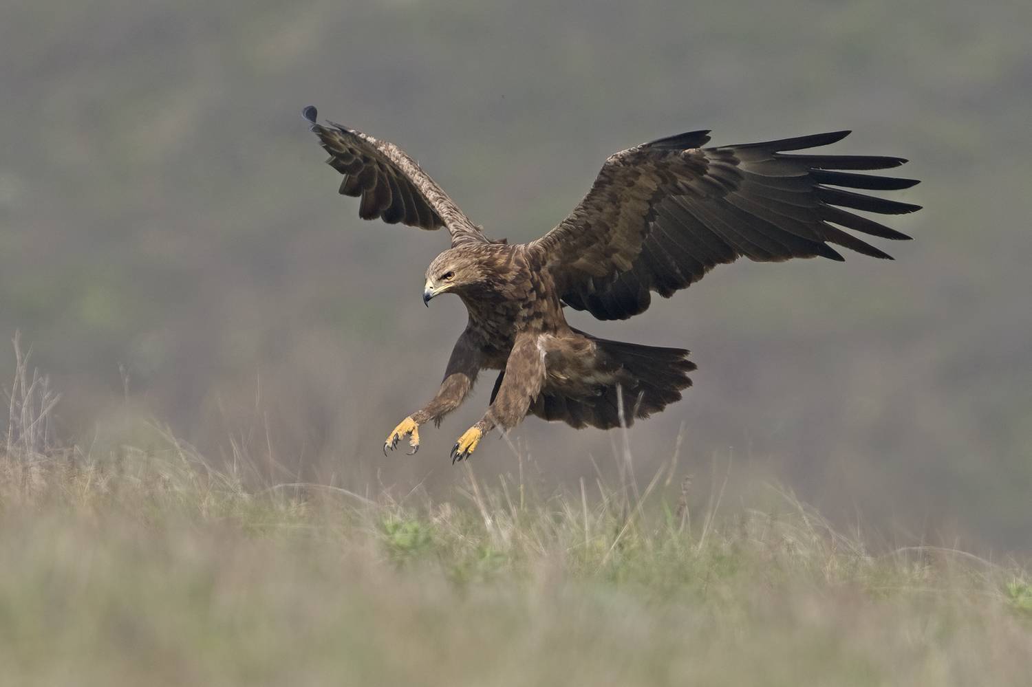 , Евгени Стефанов