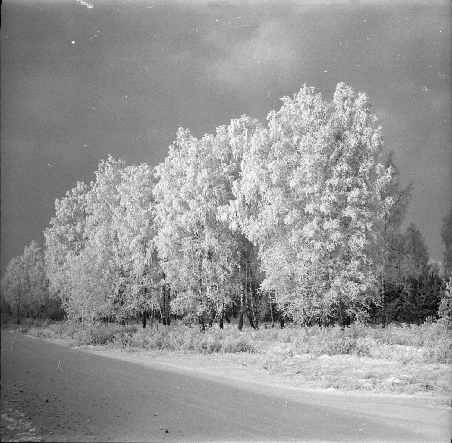пленка, лес, снег, зима, film, wood, snow, bnw, M&oslash;rkt