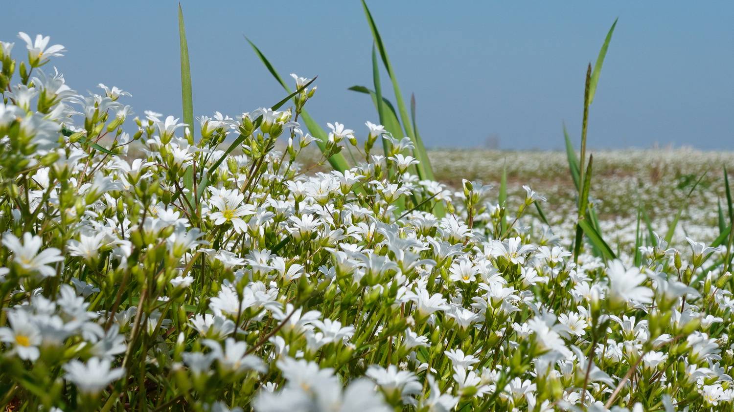 , Вадим Коваленко