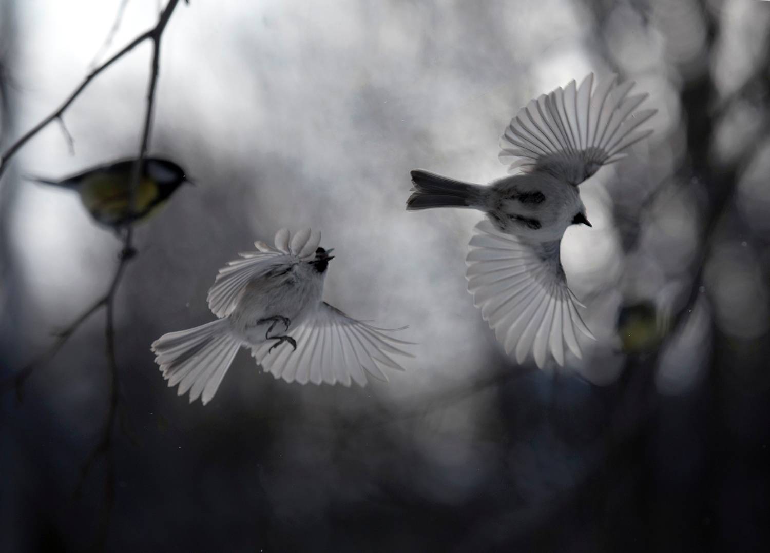 лес, свет, утро, природа, синица, птицы, Баранов Олег