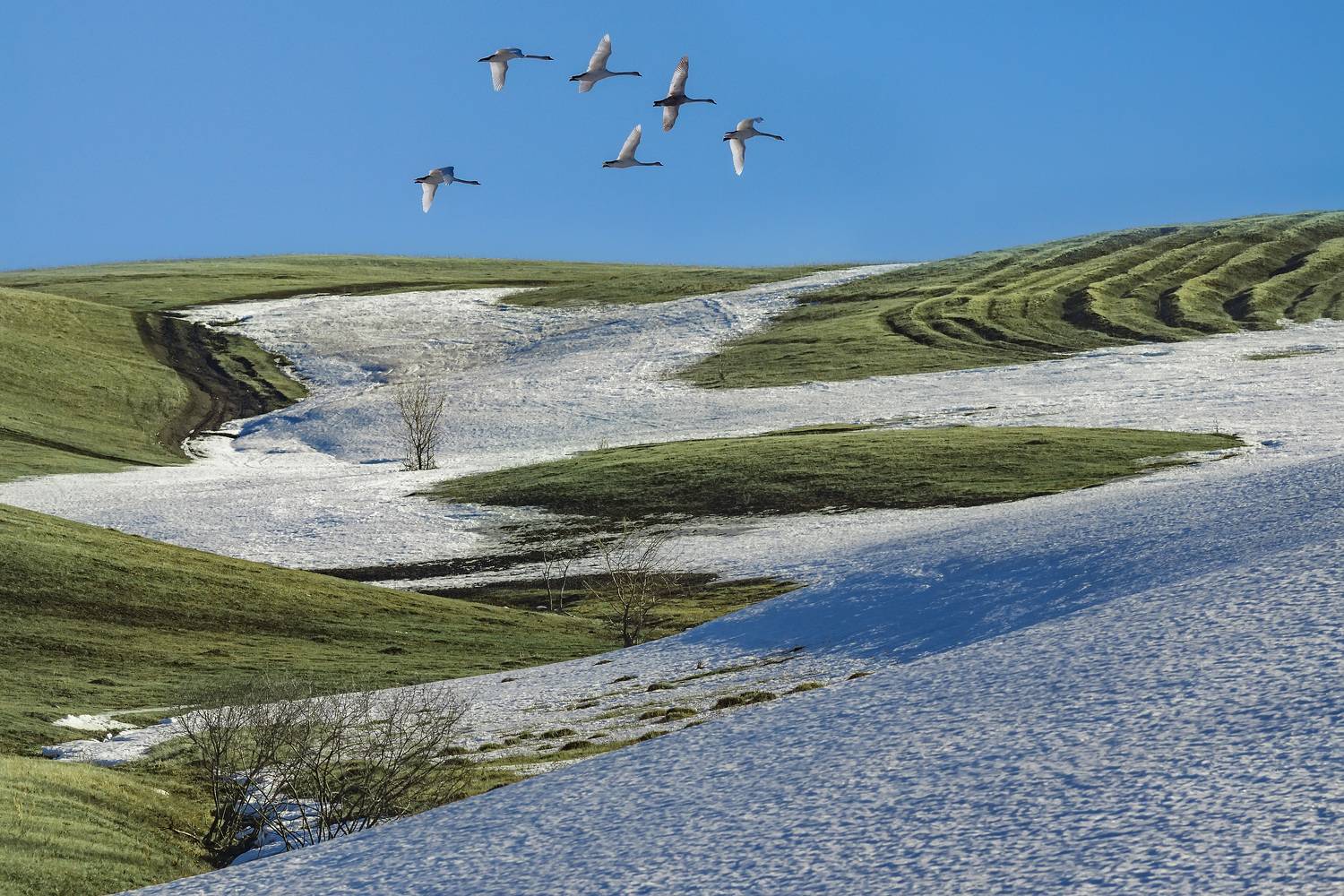 , Алексей Никитин