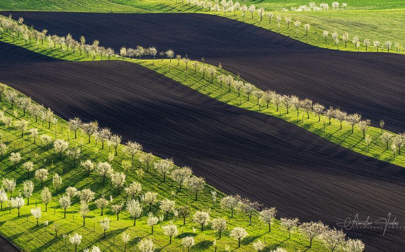 spring, moravia, sony, bloom, trees, czech, bohemia, field, tuscany, green, grass Spring in Moravia фото превью