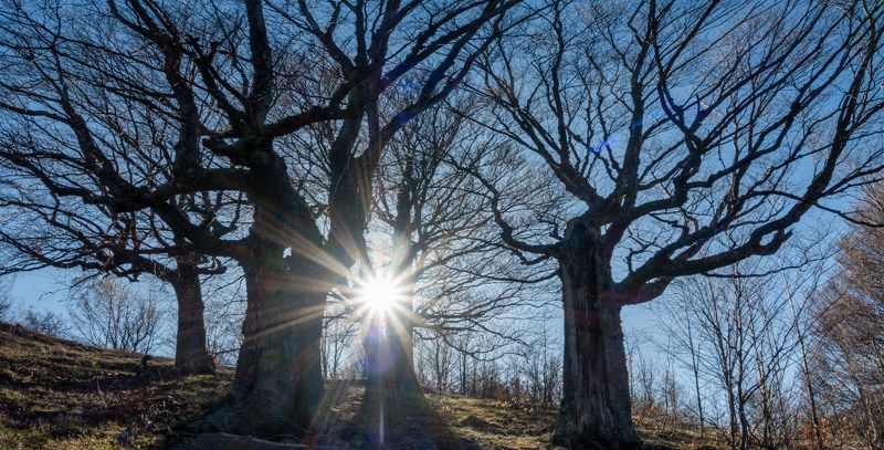 Букомания фото превью