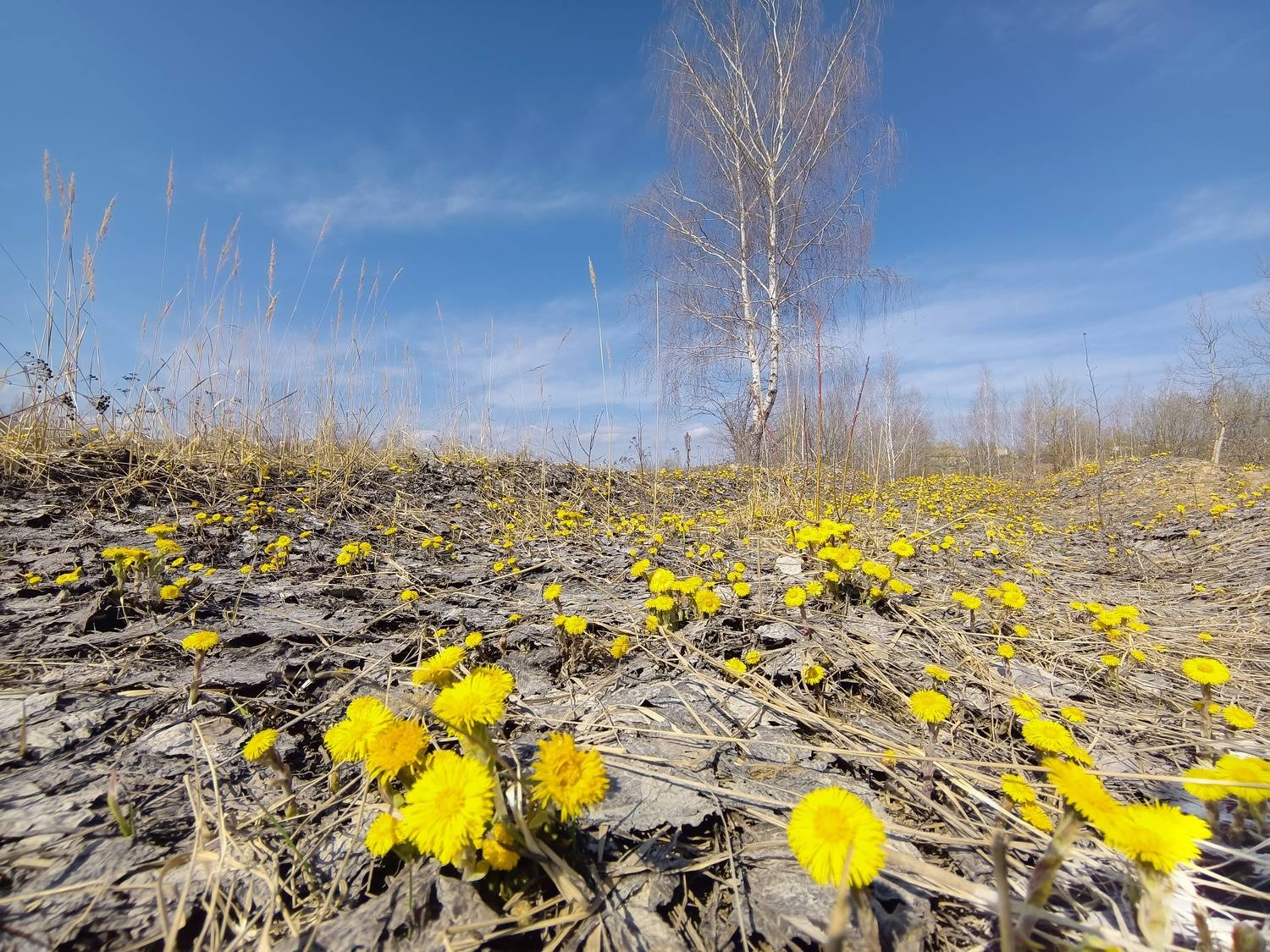 , Кондрашова Светлана
