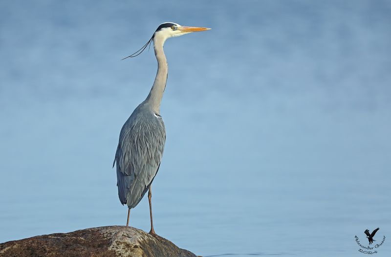 серая цапля. Ожидание. фото превью