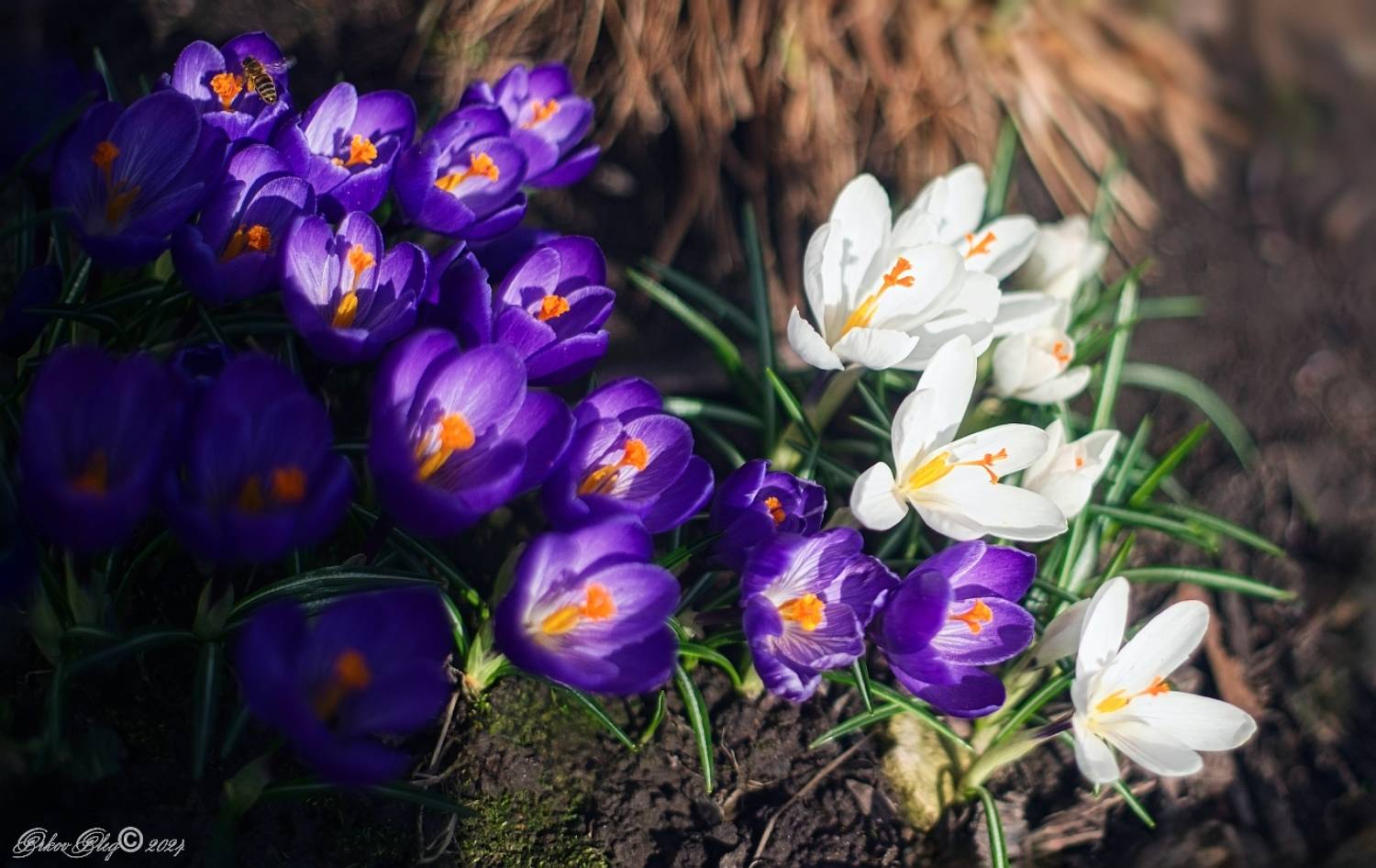 , Орлов Олег