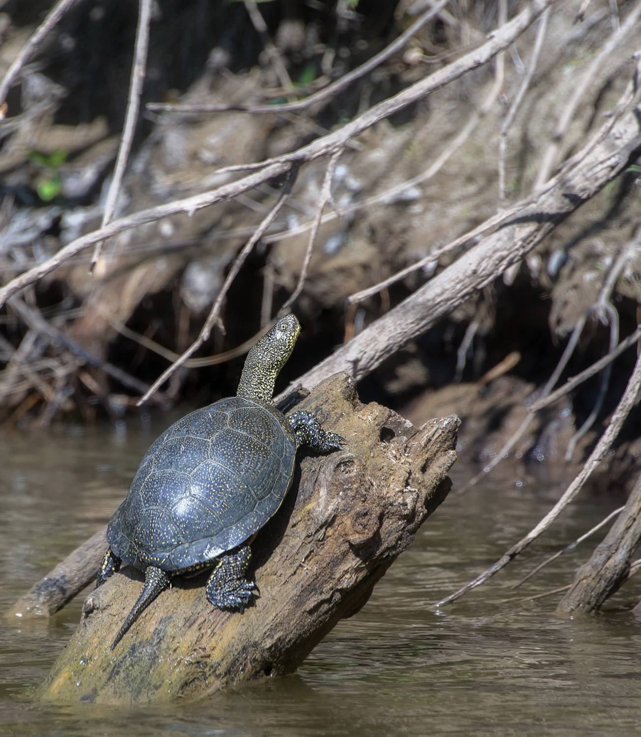 черепаха, астраханская, Сергей Аникин