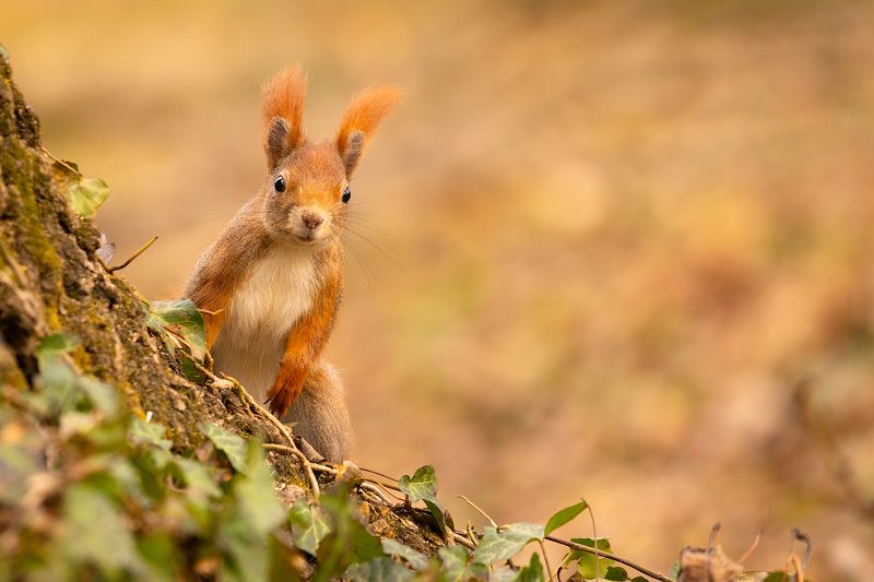 Squirrel фото превью