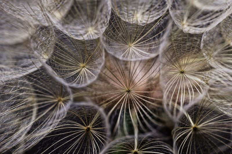 dandelion фото превью