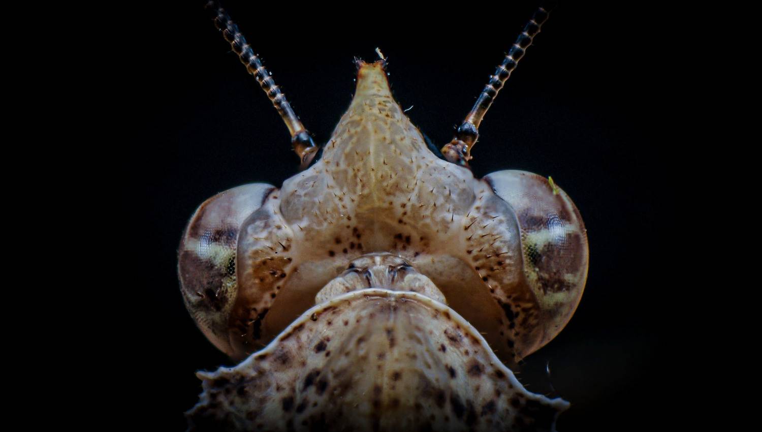 macro, nature, mantis, insect, Celis Norman