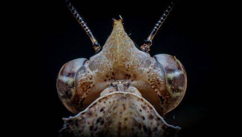 Parablepharis kuhlii