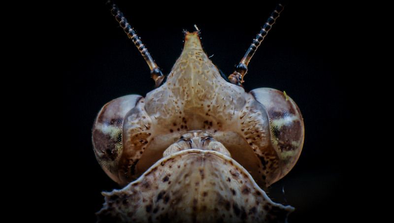 macro, nature, mantis, insect Parablepharis kuhlii фото превью