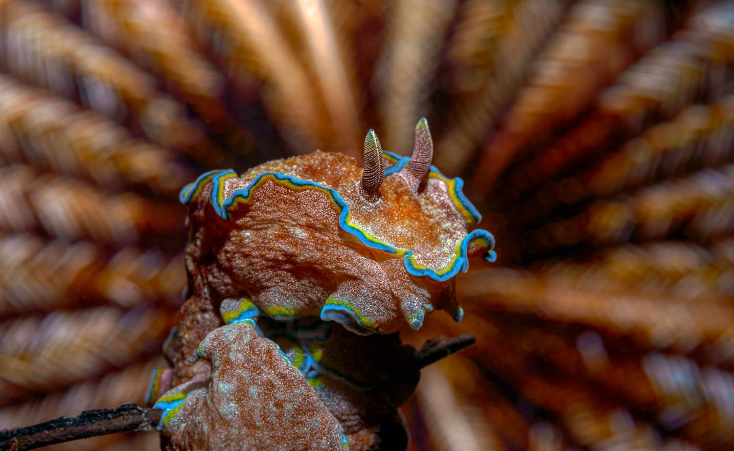 , Савин Андрей