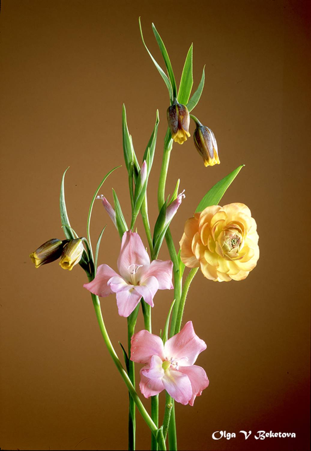 лютик ранункулюс, Бекетова Ольга