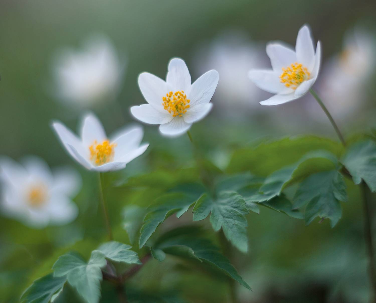 весна, цветы, Свистков Александр