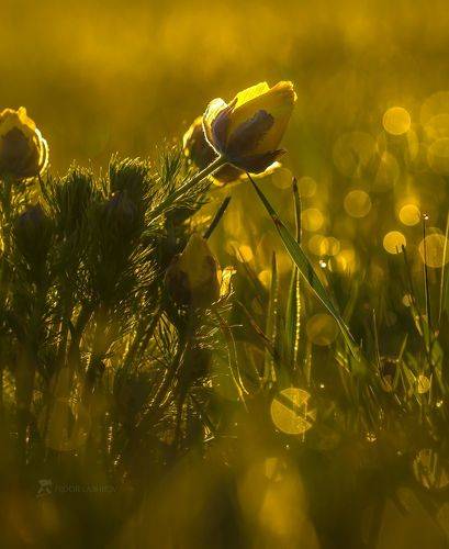 Апрельская степь в Белогорье