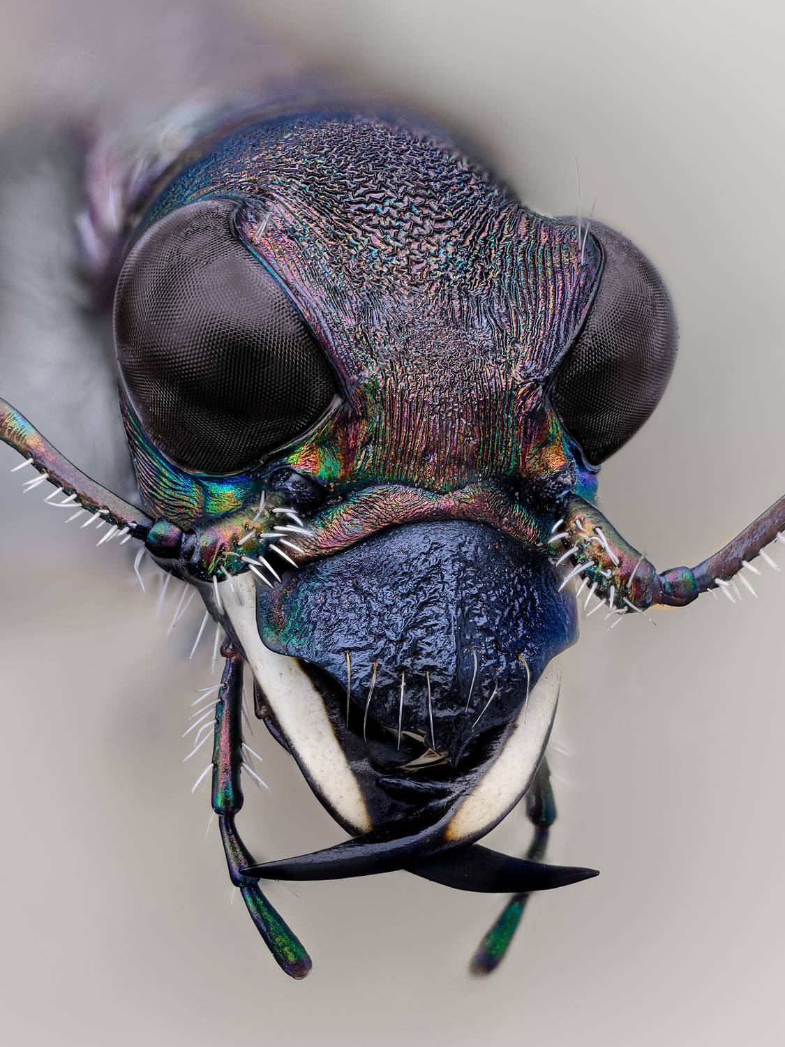 cicindela, sylvatica, Kavaliauskas Eugenijus