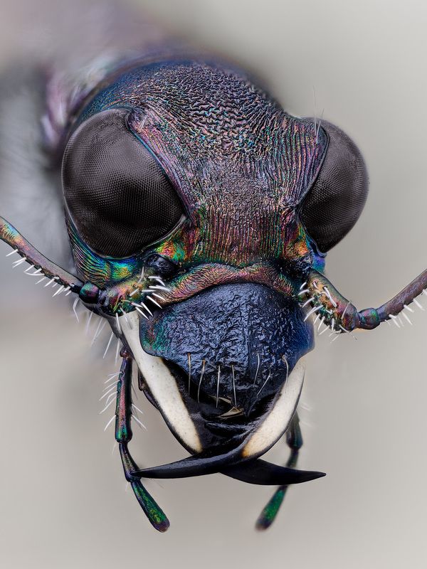 cicindela, sylvatica Лесной скакун фото превью