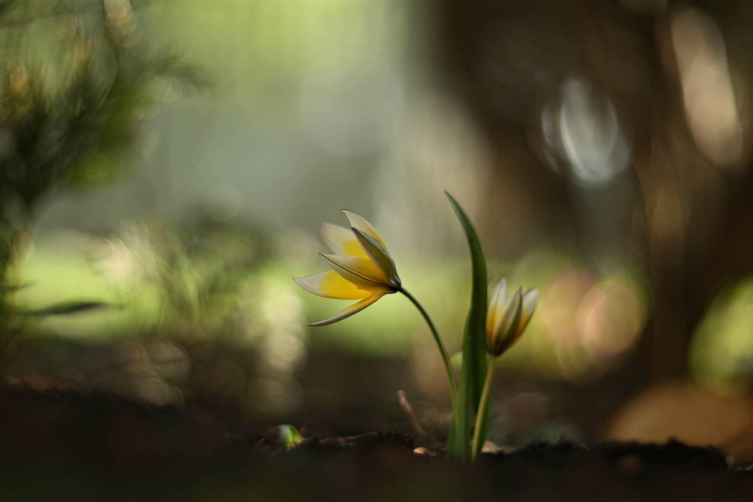 , Колобошников Эдуард