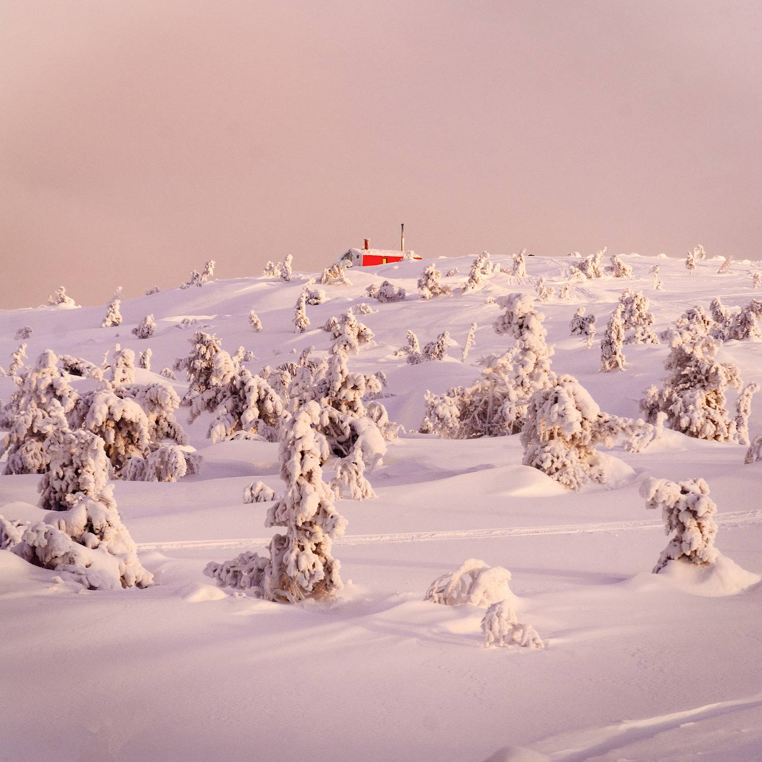 , Ян Сурогин